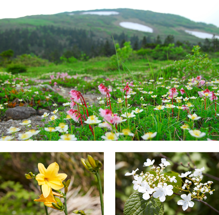 花の森吉山