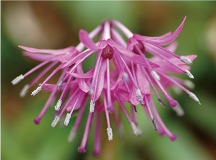 ショウジョウバカマ