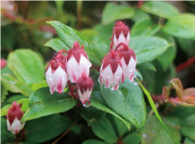 イワハゼ（アカモノ）