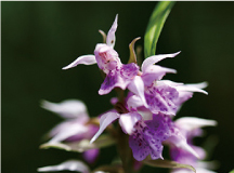 ハクサンチドリ