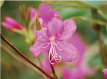 ムラサキヤシオツツジ