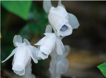 ギンリョウソウ