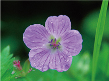 ハクサンフウロ