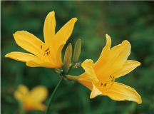 ニッコウキスゲ