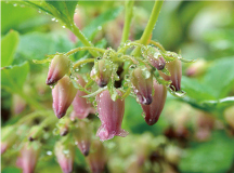 ウラジロヨウラク