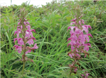 ヨツバシオガマ