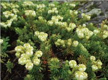 アオノツガガクラ