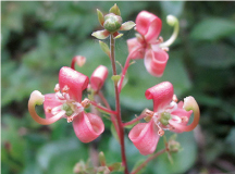 ミヤマホツツジ