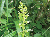 ホソバノキソチドリ