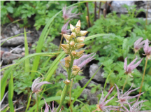 ネバリノギラン