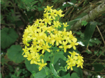 ミヤマアキノキリンソウ