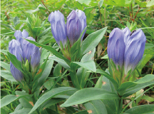 エゾオヤマリンドウ