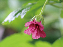 ベニバナイチゴ