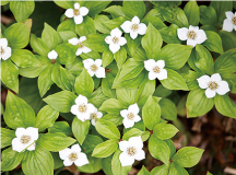 ゴゼンタチバナ