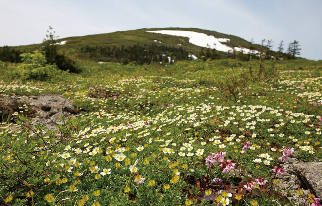 ヒバクラコース