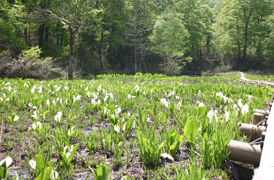 田苗代湿原