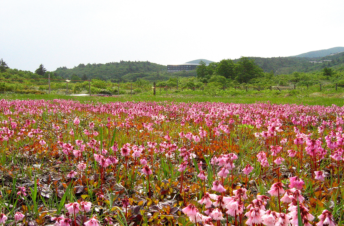 イワカガミ湿原