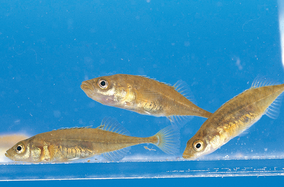 トミヨ属雄物型（通称：ハリザッコ）